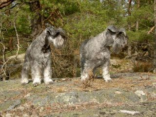 Ayla och Ofelia
