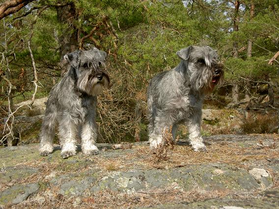 Ayla och Ofelia